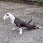 Amerikansk staffordshire terrier ~'Chelsea'~