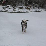 Amerikansk staffordshire terrier ~'Chelsea'~