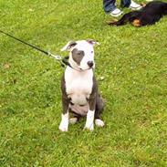 Amerikansk staffordshire terrier ~'Chelsea'~