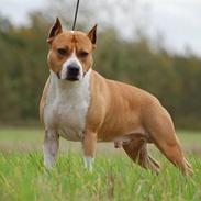 Amerikansk staffordshire terrier Fullmoon Red Barchetta