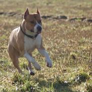 Amerikansk staffordshire terrier Fullmoon Red Barchetta