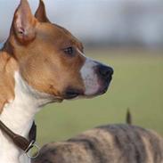 Amerikansk staffordshire terrier Fullmoon Red Barchetta