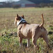 Amerikansk staffordshire terrier Fullmoon Red Barchetta