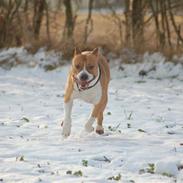 Amerikansk staffordshire terrier Fullmoon Red Barchetta