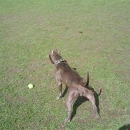 Amerikansk staffordshire terrier Speedy *R.I.P*<3