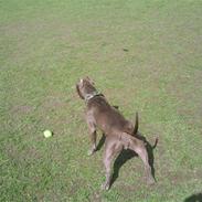 Amerikansk staffordshire terrier Speedy *R.I.P*<3