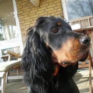 Gordon setter Bella