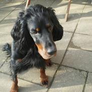 Gordon setter Bella