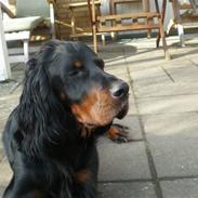 Gordon setter Bella