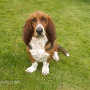 Basset hound Line