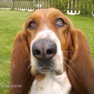 Basset hound Line