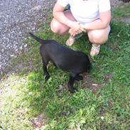 Labrador retriever top gun jamie