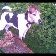 Jack russell terrier | Ubjergs Asterix 