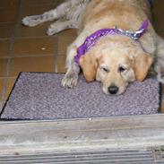 Golden retriever Molly <3 *død*