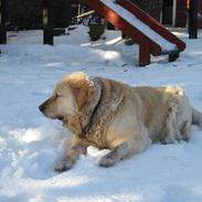 Golden retriever Molly <3 *død*