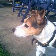 Jack russell terrier | Ubjergs Asterix
