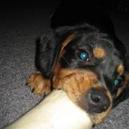 Blanding af racer Carlos