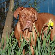 Dogue de bordeaux Ozzy