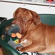 Dogue de bordeaux Ozzy