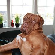 Dogue de bordeaux Ozzy