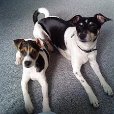 Dansk svensk gaardhund Kiwi