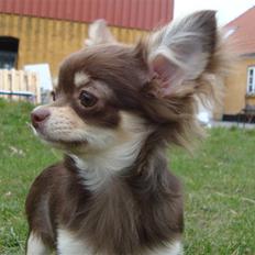 Chihuahua Boni Aka. Putte 