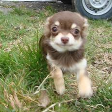 Chihuahua Boni Aka. Putte 