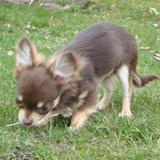 Chihuahua Boni Aka. Putte 