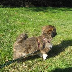 Lhasa apso Alma