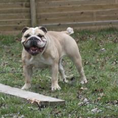 Engelsk bulldog Sally (Lucy)