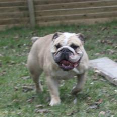 Engelsk bulldog Sally (Lucy)