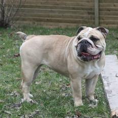 Engelsk bulldog Sally (Lucy)