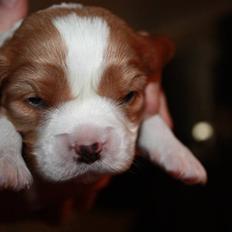 Cavalier king charles spaniel Nemo