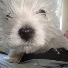 West highland white terrier Mille <3 *TI UGER IDAG!*