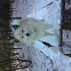 Islandsk fårehund Silver fra "Godrumgaard"