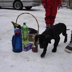 Grand danois Kessler