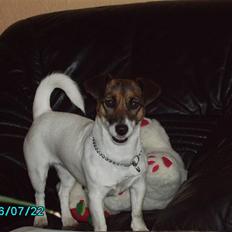 Jack russell terrier Sophie