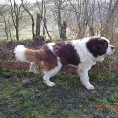 Sankt bernhardshund Rollo R.I.P