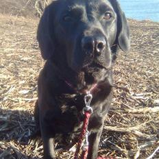 Labrador retriever Blacky