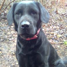 Labrador retriever Blacky