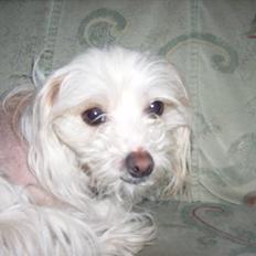 Chinese crested hårløs Viktor (R.I.P ):