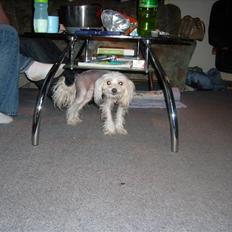 Chinese crested hårløs Viktor (R.I.P ):