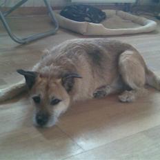 Blanding af racer arthur