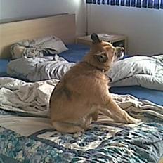 Blanding af racer arthur