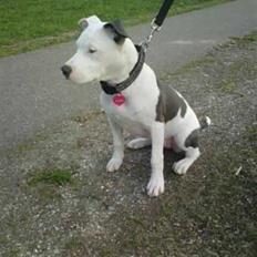 Amerikansk staffordshire terrier Armani (Mani/Mamme) (Himmelhund)