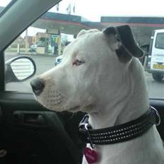 Amerikansk staffordshire terrier Armani (Mani/Mamme) (Himmelhund)