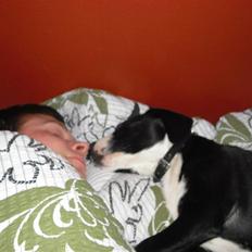 Amerikansk staffordshire terrier rex