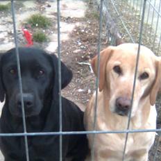 Labrador retriever Schully- Aflivet /;