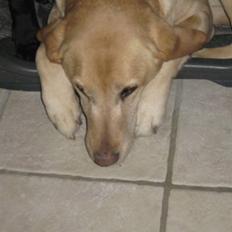 Labrador retriever Schully- Aflivet /;