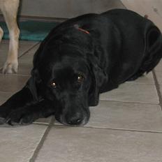 Labrador retriever Fieona